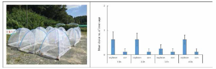 야외에서 관찰한 콩 향기에 대한 노린재 유인성 측정