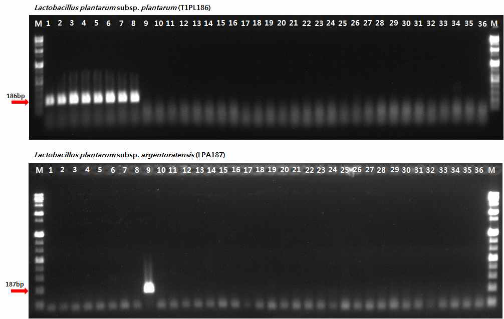 PCR amplification with the primer. Lane M is the size marker (1 kb DNA plus ladder; Gibco BRL) while lanes 1 to 8 was L. plantarum subsp. plantarum; lane 9 was L. plantarum subsp. argentoratensis; lanes 10 to 36 included strains from other Lactobacillus species along with strains from species of Leuconostoc, Pediococcus, Streptococcus and Weissella as listed in Table 1