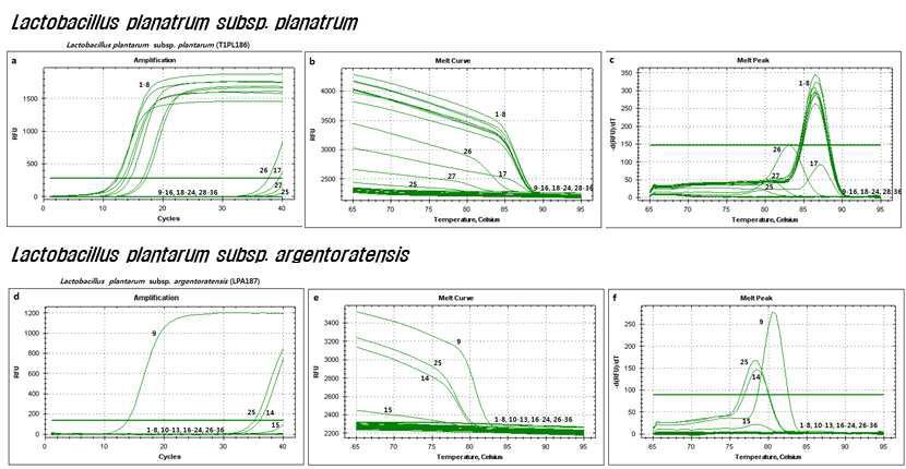 The results of real-time PCR assay using subspecies-specific primers sets: T1PL186F/R primer set from LPXTG-motif cell wall anchor domain protein gene of L. plantarum subsp. plantarum; LPA187F/R primer set from BspA family leucine-rich repeat surface protein gene of L. plantarum subsp. argentoratensis. lanes 1-36 listed in Table 1. The melt-peak results revealed amplified product at a melting temperature (Tm) of approximately 86.5℃ and 81.5℃