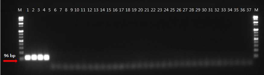 PCR amplification of the putative methyltransferase with the primers, respectively. Lane M is the size marker (1 kb DNA plus ladder; Gibco BRL) while lanes 1 to 4 were L. fermentum, lanes 4 to 36 were included strains from other Lactobacillus species along with strains from species of Leuconostoc, Lactococcus as listed in Table 1 and lane 37 is a negative control (distilled water)