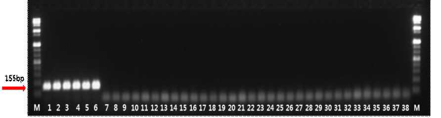 PCR amplification of the hypothetical protein gene with the primers, respectively. Lane M is the size marker (1 kb DNA plus ladder; Gibco BRL), lanes 1 to 6 were L. paracasei strains, lanes 7 to 37 were included strains from other Lactobacillus species along with strains from species of Leuconostoc, Lactococcus, Weissella as listed in Table 2, and lane 38 is a negative control (distilled water)