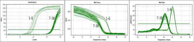 Real-time PCR of the hypothetical protein gene from L. paracasei using subspecies-specific LaCa155F/R primer set. Lanes 1-37 listed in Table 2, and lane 38 is a negative control (distilled water). The melt-peak results revealed amplified product at a melting temperature (Tm) of approximately 85℃