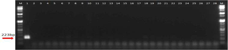 PCR amplification of the LysR family transcriptional regulator with the primers. Lane M is the size marker (1 kb DNA plus ladder; Gibco BRL) while lane 1 was type strain of L. suionicum, lanes 2 to 27 were included strains from other Leuconostoc species along with samples of strains from other species as listed in Table 1 and lane 28 was a negative control (distilled water)