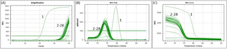 Real-time PCR of a LysR family transcriptional regulator gene from L. suionicum using species-specific LMS223F/R primer set. lanes 1-27 listed in Table 1. Lane 28, Distilled Water. The melt-peak results revealed amplified product at a melting temperature (Tm) of approximately 79.5℃