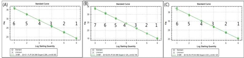 Sensitivity of real-time PCR in standard dilution series. Standard curve was generated from the threshold cycles (Ct) also known as crossing points of the L. fermentum standard dilution. All curves demonstrated R2>0.99. (A) Genomic DNA (B) Cloned DNA (C) Bacterial cell suspension