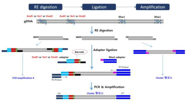 세 개의 제한효소를 이용한 인삼 GBS library 제작과 시퀀싱 개념도