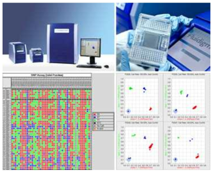 Fluidigm 기반 SNP 칩을 이용한 대규모 유전자원의 유전형 분석