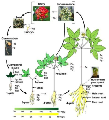 인삼의 생애주기와 진세노사이드 축적 (Kim YJ et al., 2015)