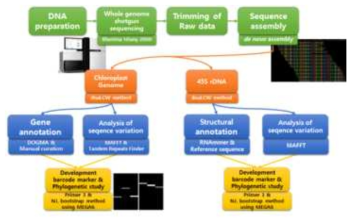 NGS를 이용한 엽록체 및 nrDNA 서열 완성(dnaLCW)과 다양성 분석 전략 모식도