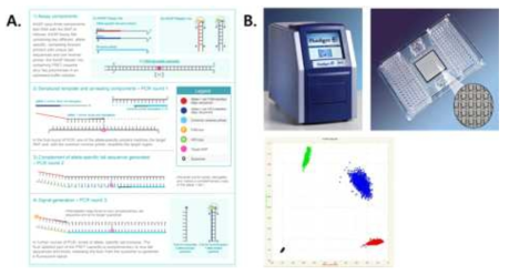 두릅나무과 식물 대규모 종 식별 체계 개발 (A. KASP gentyping의 원리 B. Fluidigm 장비 및 실제 genotyping 예시)