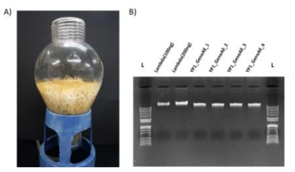 A) TYP1의 뿌리배양근 한달 가량 배양한 모습 B) GeneAll Exgene Plant SV kit를 이용하여 추출한 gDNA의 전기영동 결과