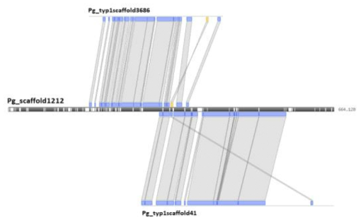 천풍 Pg_scaffold1212를 TYP1 Pg_typ1_scaffold3686, Pg_typ1_scaffold41와 BLASTZ로 alignment 한 결과