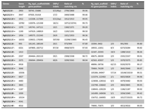 천풍 Pg_scaffold1212와 TYP1 Pg_typ1_scaffold3686, Pg_typ1_scaffold41서열간의 유전자 비교