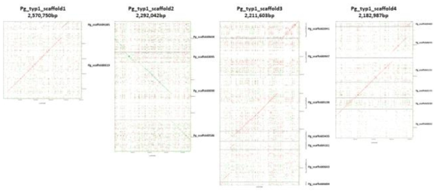 TYP1 Pg_typ1_scaffold1, 2, 3, 4와 해당하는 천풍 스캐폴드의 alignment 결과