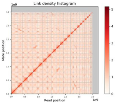 Super scaffolding의 link density histogram