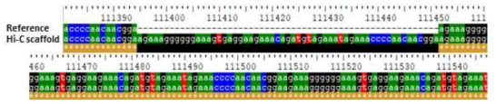 Hi-C 스캐폴드 중 엽록체 서열과 레퍼런스 엽록체 서열의 MAFFT alignment 결과