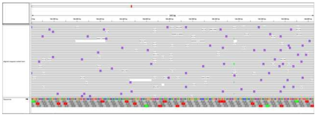 미토콘드리아 추정 서열(TYP1_mt)에 raw Nanopore read 매핑 결과