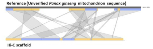 미토콘드리아 추정 서열(TYP1_mt)과 NCBI 등록된 미토콘드리아 서열의 BLASTZ alignment 결과