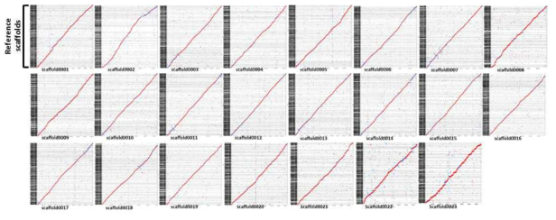 가장 긴 23개의 Hi-C 스캐폴드를 천풍 스캐폴드와 비교한 alignment 결과