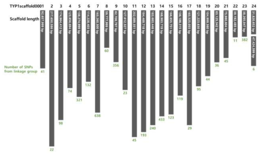 Hi-C 분석을 통해 생성된 24개의 scaffold와 각 scaffold를 대변하는 linkage group의 SNP 수