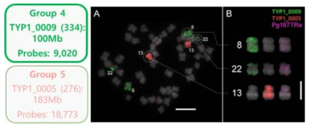 두 개의 스캐폴드에서 제작된 oligoprobe를 이용한 FISH 분석 결과