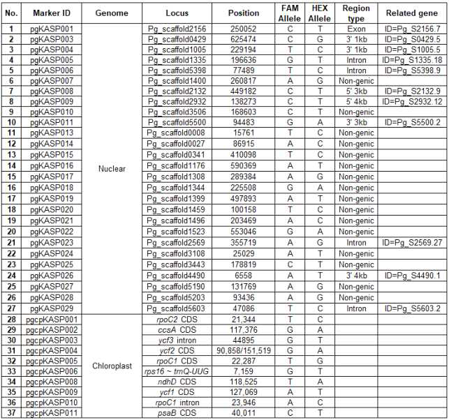 개발된 37개 KASP 마커 정보
