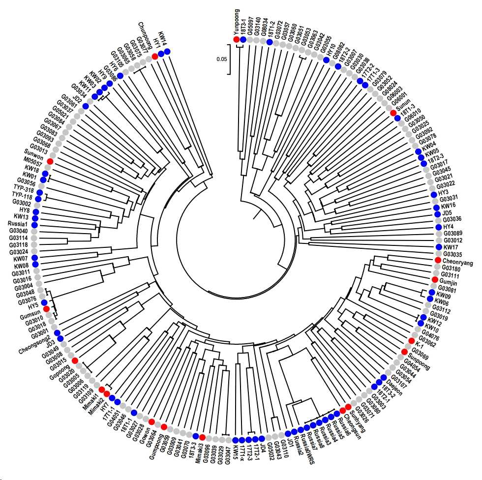 184개체 인삼 유전자원의 유전형 정보를 기반으로 수행한 계통도 분석