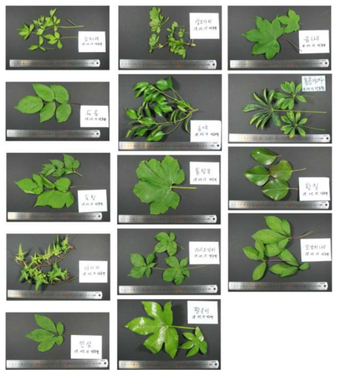 1차년도 수집 두릅나무과 식물 14종 (서울대학교 약초원 분양 시료)