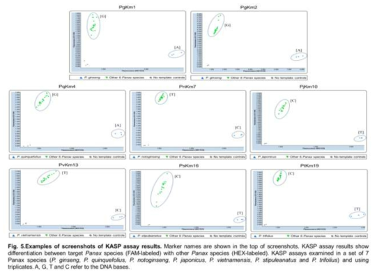 Panax 속 구분을 위한 KASP 마커 적용 결과