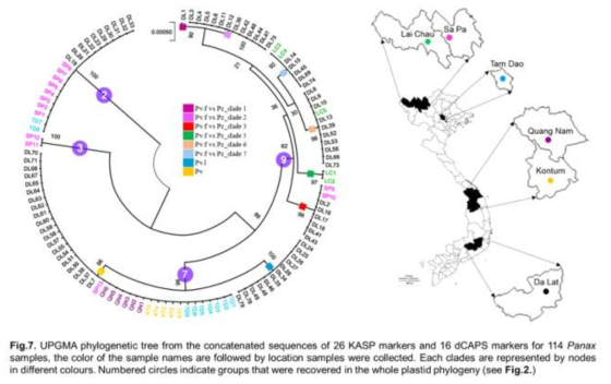 베트남에서 수집된 114개 Panax 시료의 Genotyping 결과. KASP 마커 26개와 dCAPS 마커 16개를 포함하여 총 42개 마커를 이용함