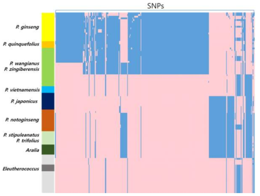 두릅나무과 전장 엽록체 서열을 기반으로 발굴된 SNP 및 Genotype. 전체 14,317개 SNP 중 367개만 나타내었음