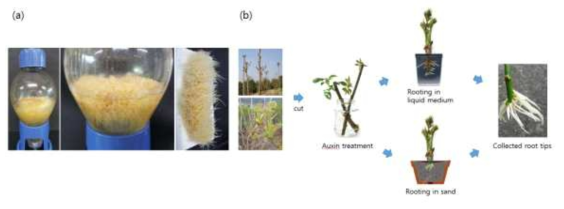 조직배양을 통해 대량생산한 인삼 배양근(a)과 두릅나무의 발근 유도 과정(b)