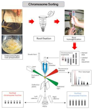 Flow cytogenetics 기법을 이용한 염색체 sorting 방법