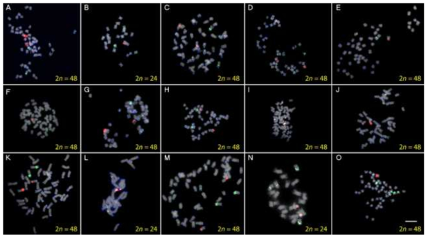 FISH analysis of 5S and 45S rDNA and the (TTTAGGG)n telomere sequence. A) A. cordata, B) A. elata, C) D. morbiferus, D) E. gracilistylus, E) E. senticosus, F) E. sessiliflorus, G) E. sieboldianus, H) F. japonica, I) H. rhombea, J) K. septemlobus, K) P. ginseng, L) P. notoginseng, M) P. quinquefolius, N) P. vietnamensis, O) T. papyrifer . Green, red, and blue signals represent 5S rDNA, 45S rDNA, and telomere, respectively. Sporophytic metaphase chromosome counts are shown in yellow texts. Bar = 10 μm