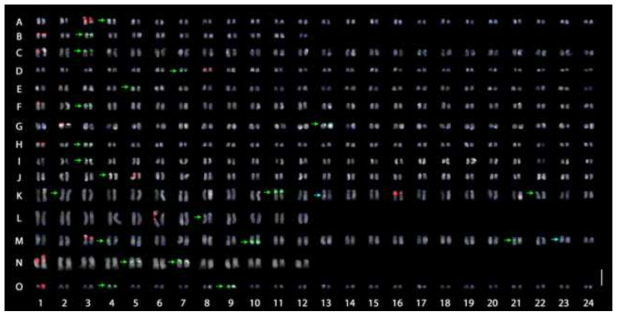 FISH karyogram of the 15 species. A) A. cordata, B) A. elata, C) D. morbiferus, D) E. gracilistylus, E) E. senticosus, F) E. sessiliflorus, G) E. sieboldianus, H) F. japonica, I) H. rhombea, J) K. septemlobus, K) P. ginseng, L) P. notoginseng, M) P. quinquefolius, N) P. vietnamensis, O) T. papyrifer . The 5S and 45S rDNA loci are represented by green arrows and red signals, respectively. Intercalary telomere signals in P. ginseng and P. quinquefolius are denoted by blue arrows. Bar = 10 μm