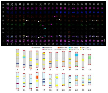 FISH karyogram of ginseng. Upper panel: a) Raw DAPI signals; b) PgDel1; c) PgDel2; d) PgTel; e) Pg167TRa; f) Pg167TRb; g) 5S rDNA; h) 45S rDNA; i) Digital six-color FISH signals of PgDel2, PgTel, Pg167TRa, Pg167TRb, and 5S and 45S rDNA; and j) Merged signals of true five-color FISH (PgDel1, PgDel2, PgTel, Pg167TRa, and Pg167TRb). Lower panel: FISH idiogram of the P. ginseng karyotype showing the distribution of the different REs used in this study. Light-blue chromosomes (13–24) represent the PgDel2-abundant chromosomes