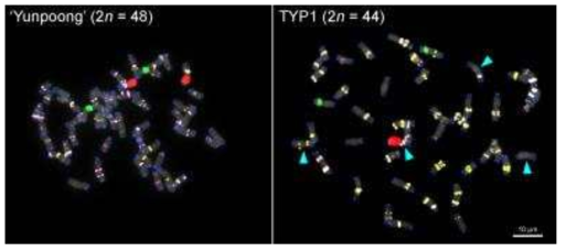 Comparative FISH between seedling and hairy roots of ‘Yunpoong’ and TYP1. Monosomic chromosomes are indicated by blue arrowheads