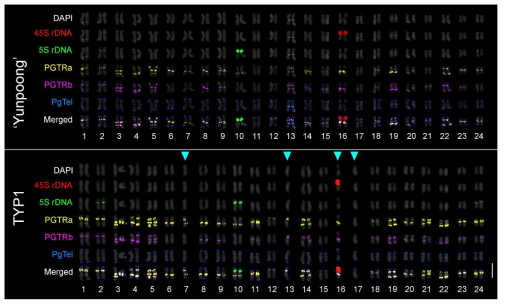 FISH karyogram of ‘Yunpoong’ and TYP1. The five-color FISH chromosome identification system enabled identification of monosomic chromosomes in TYP1 (chrs. 7, 13, 16, and 17)