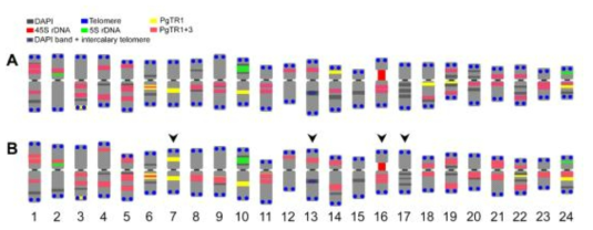 FISH ideogram of P. ginseng. A) Complete set of chromosomes (2n=48). B) Aneuploidchromosomes (2n=44). Probe signals were 5S rDNA (green), 45S rDNA (red), PgTR1 (yellow), PgTR3 (purple) and Telomere (blue). Black arrowhead points the unpaired chromosome of the aneuploid P. ginseng Bar = 10 μm