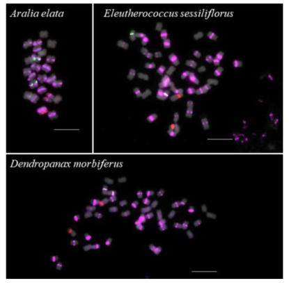 Triple-color FISH of rDNA and a 160-bp satDNA common in the tree species. The repeat showed a centromeric distribution in the diploid A. elata while non-centromeric loci were also observed in other tretraploid species. Bar = 10μm