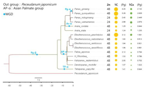 Phylogenetic relationship of the 15 Araliaceae species inferred from chloroplast genome sequences. Based on the chromosome number and genome sizes, four independent lineage-specific whole genome duplications can be inferred