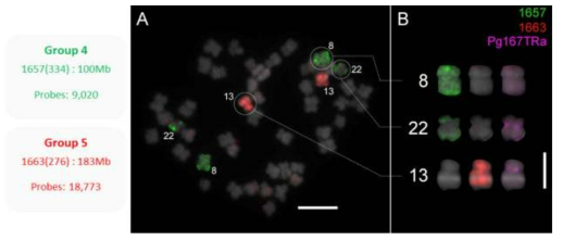 FISH Metaphase A) Single-copy PLOP-FISH from Typ_scaffold1663(=TYP1scaffold0005) and Typ_scaffold1657(=TYP1scaffold0009). Numbers represent chromosome numbers, Bar = 10 μm. B) Chromosome identification using Pg167TRa, Bar = 5 μm