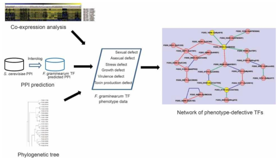 본 연구팀이 선행구축한 주요 전사조절인자의 간의 네트워크 모델(Son et al, 2011, PLoS Pathog)