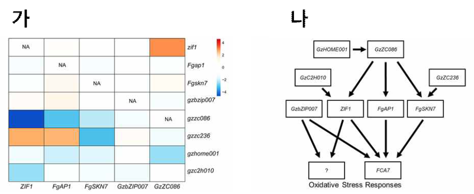 본 연구팀이 선행구축한 산화스트레스에서 중심적인 역할을 하는 전사조절인자와 peroxidase와의 관련성 연구 결과 (가) 전사조절인자별 전사량 비교 분석. (나) 산화스트레스에서 중심적인 역할을 하는 peroxidase인 FCA7과 관련 전사조절인자와의 유전적 관련성(Lee et al, 2017, Mol Plant Pathol)