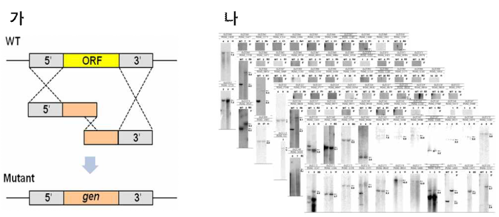 본 과제에서 사용한 붉은곰팡이 유전자 결손을 위한 형질전환 전략. (가) 붉은곰팡이 split marker를 이용한 triple homologous recombination 모식도. (나) 서던 혼성화를 통한 붉은곰팡이 결손변이체 확정(Son et al, 2011, PLoS Pathog)