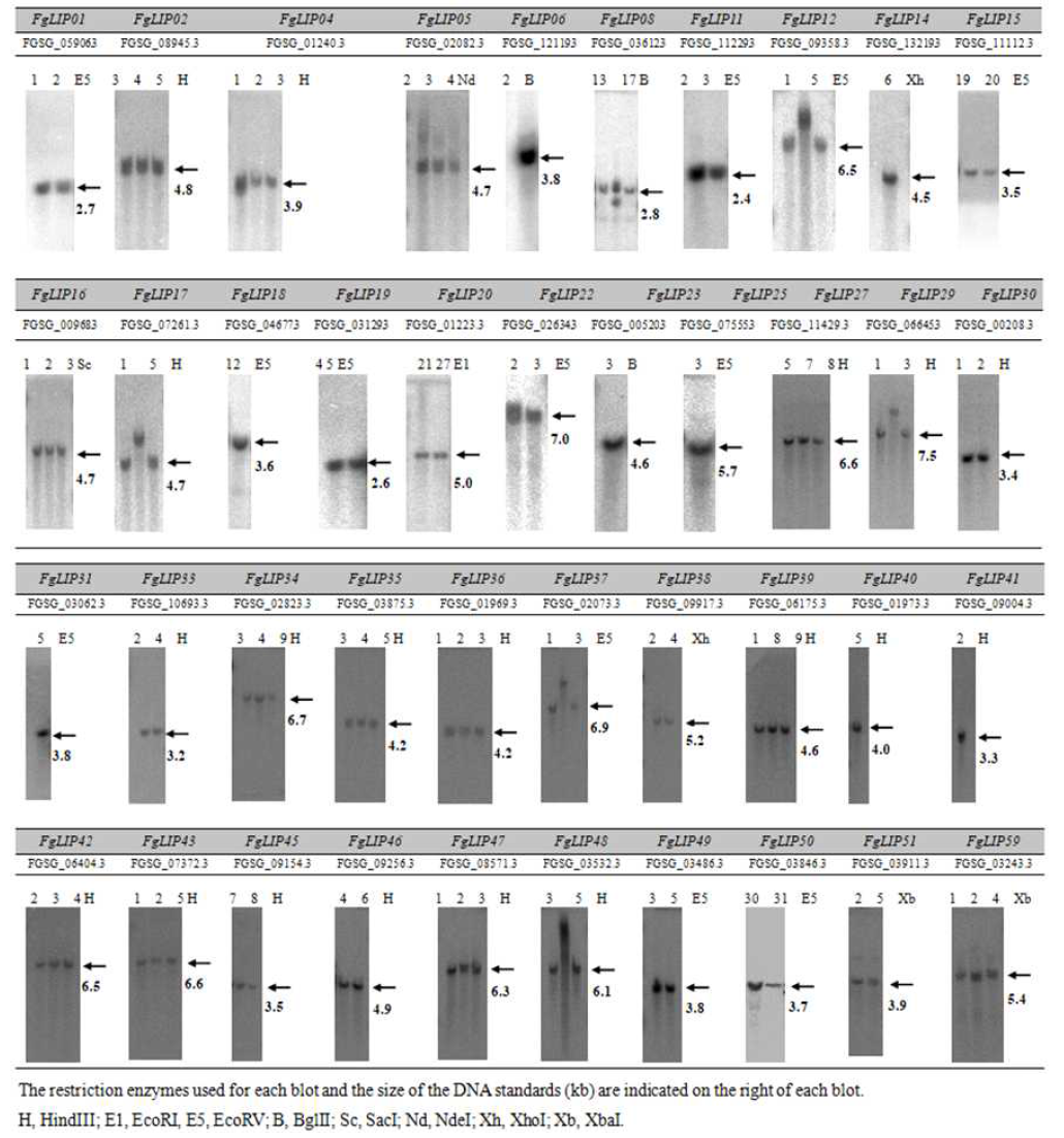 Lipase 유전자 결손변이 확증을 위한 Southern blot hybridization 결과