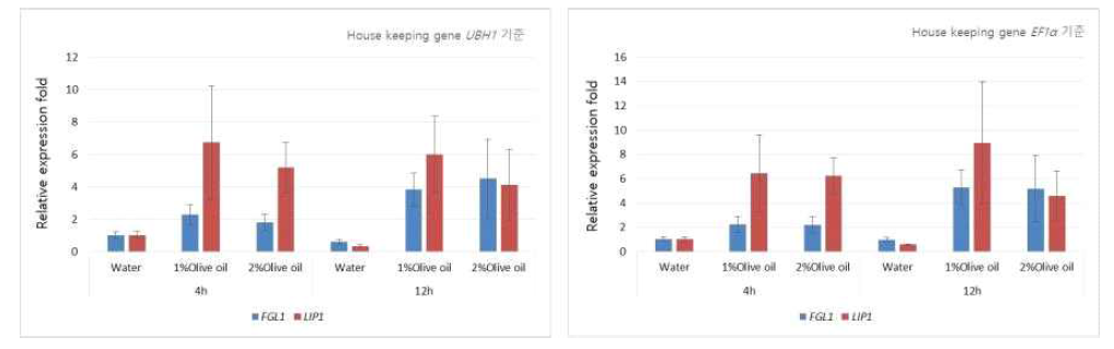 Olive oil첨가 및 배양 조건에 따른 FGL1과 LIP1의 전사량 비교