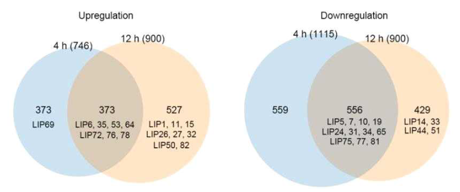 RNA-seq을 활용한 전사체 differentially expressed gene (DEG) 분석결과