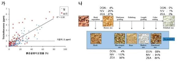 국내 붉은곰팡이병에 의한 곰팡이독소 오염실태. (가)붉은곰팡이에 의한 밀, 보리종자 오염율과 독소오염도(trichothecenes) 간의 상관관계(농촌진흥청, 사료맥류 붉은곰팡이병 발생실태 및 저항성 중간모본 개발에 관한 연구, 2011, PJ006662). (나)벼 도정과정에서 나오는 부산물들의 곰팡이독소오염 실태(Lee et al, 2011, J Food Protect)