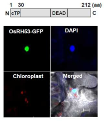 벼 OsRH53의 엽록체 targeting을 확인하는 confocal image
